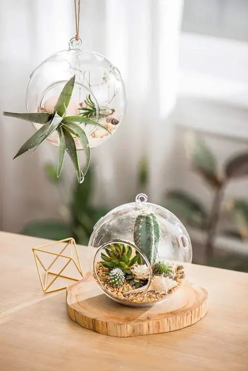 Air Plant and Succulent filled Terrarium pair
