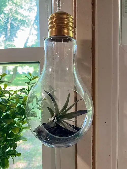 Air Plant in Open Terrarium 
