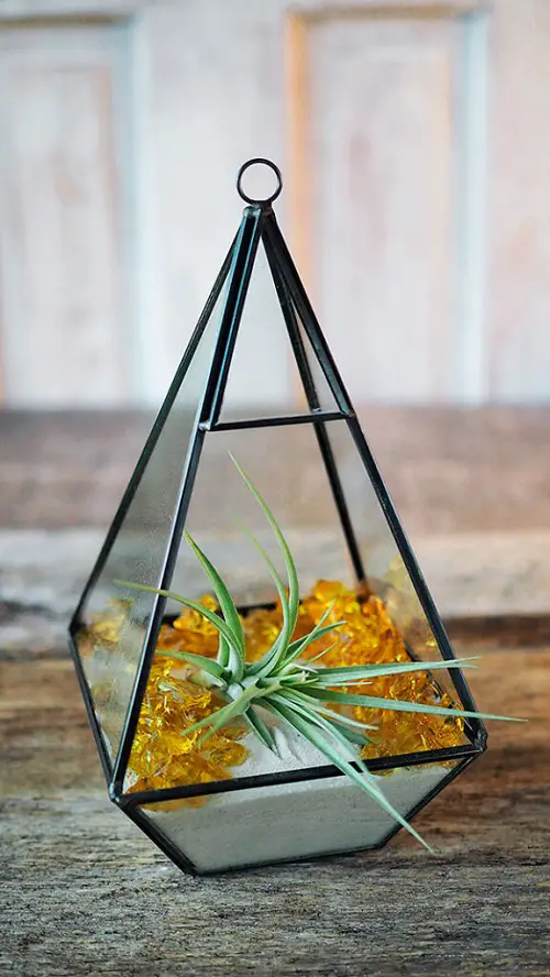 Metal and Glass Terrarium with Air Plant