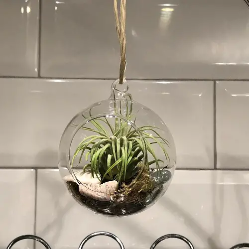 Hanging Air Plant Terrarium