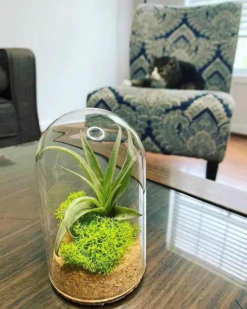 Air Plant Table Terrarium Idea