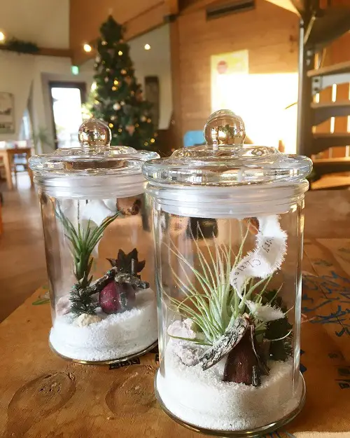Air Plant in Christmas-themed Terrarium Jars