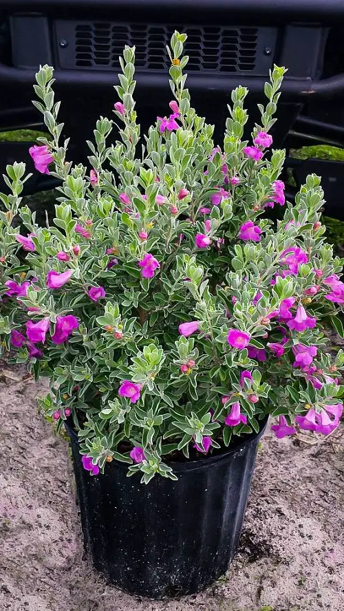 How to Grow Texas Sage Plant in Pot 