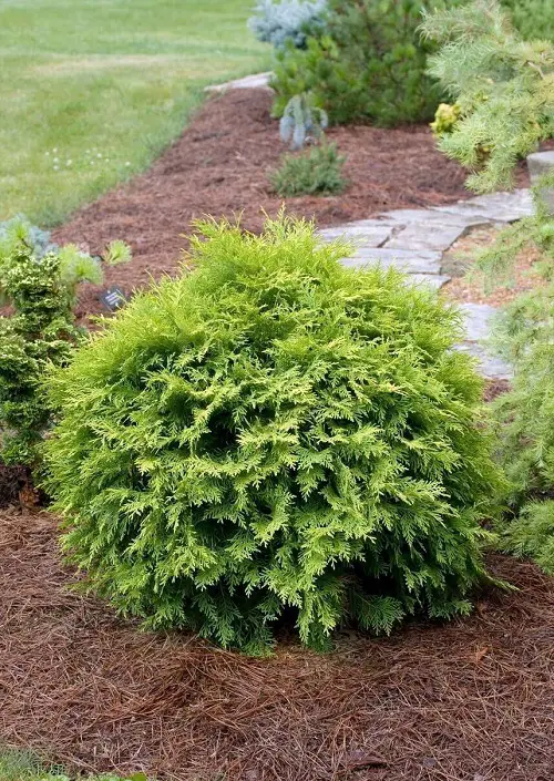Different Types of Arborvitae Varieties for garden
