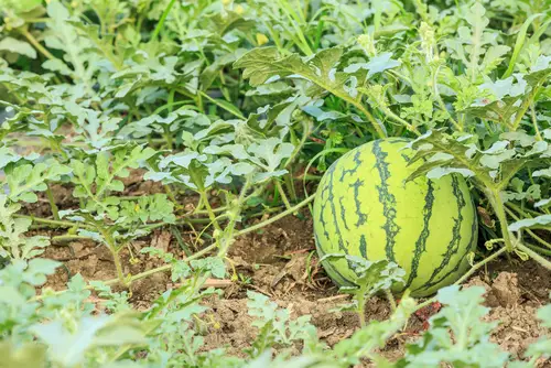 Requirements for Growing Yellow Watermelons