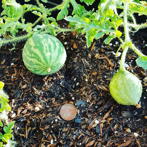 How to Grow Yellow Watermelons