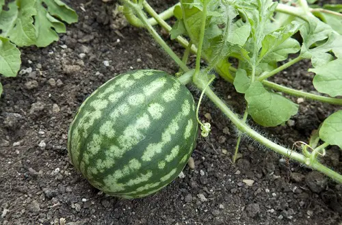 beautiful Different Types of Watermelons You Can Grow