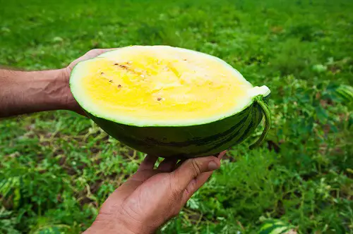 Yellow Watermelon Care