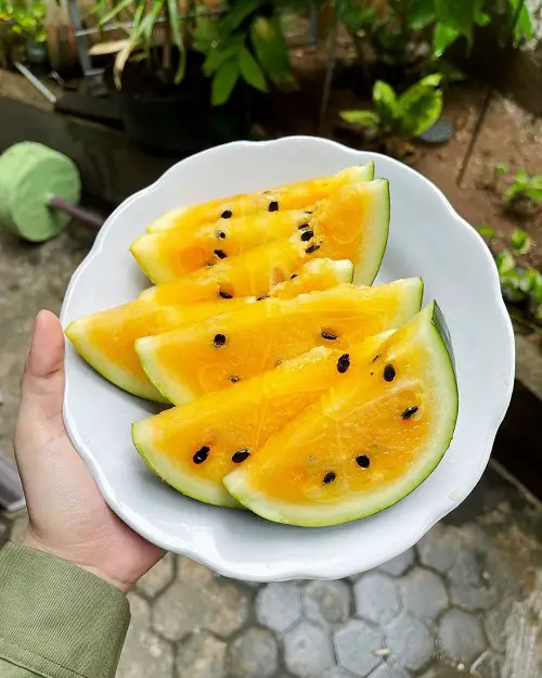 Best Yellow Watermelons