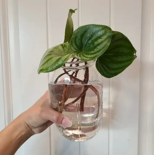 top best Plant Cuttings for Interior Vases That Look Good