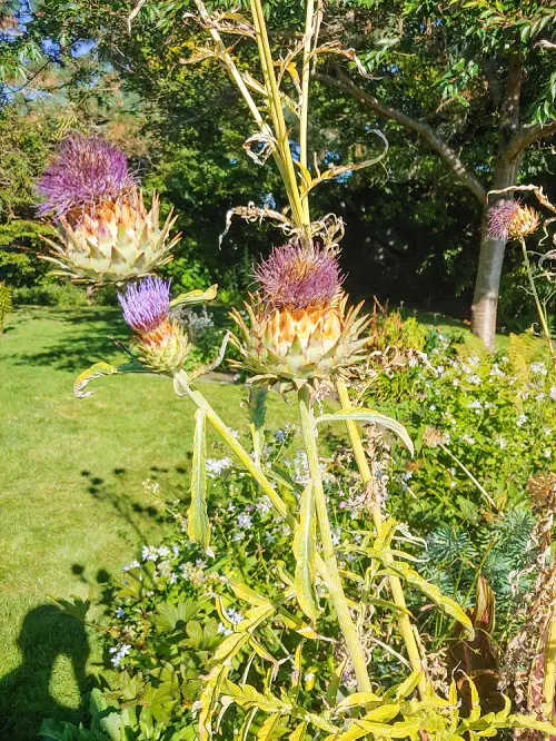 Weeds with Thistles
