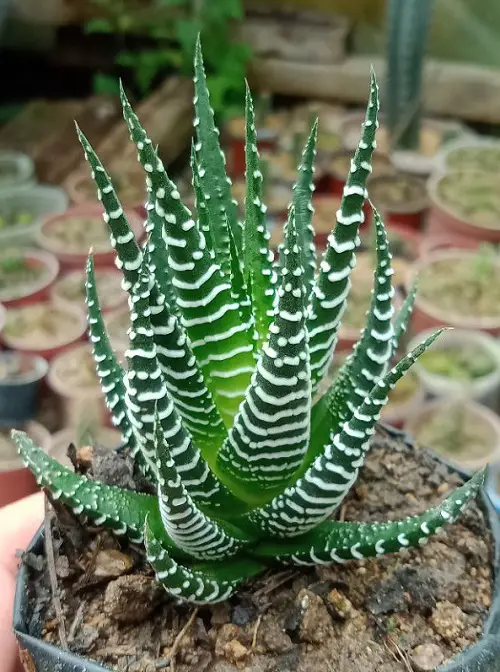 top Gorgeous Indoor Plants with White and Green Leaves
