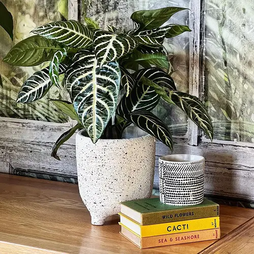 Gorgeous Indoor Plants with White and Green Leaves