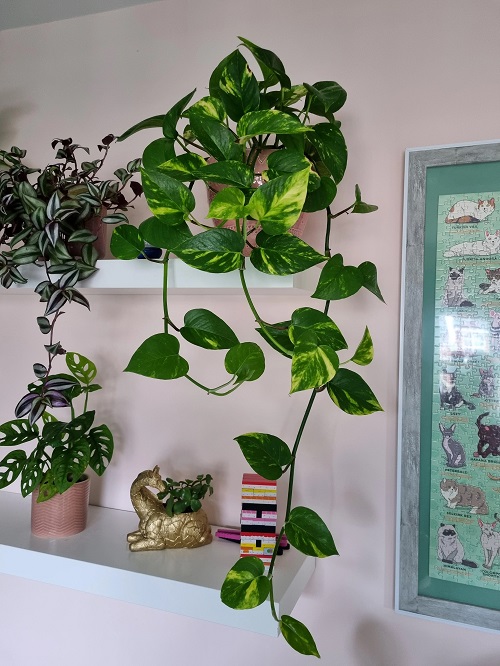 The Best Tips for trailing Pothos Give it Some Rest