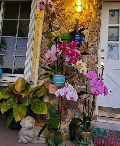 Orchid Planters on Plant Stands with a Dog Figurine