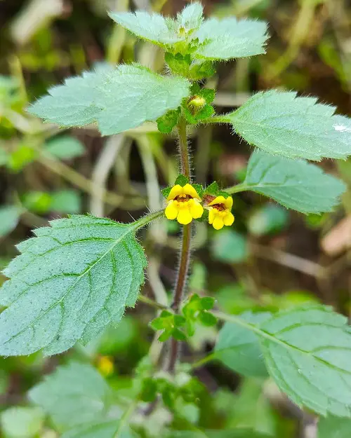 Flowers with Smiley Face 10