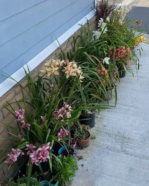 Orchid Planters along the Balcony Boundary