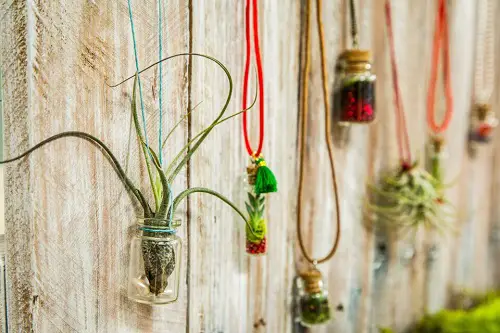 Necklace Bottles with Plants