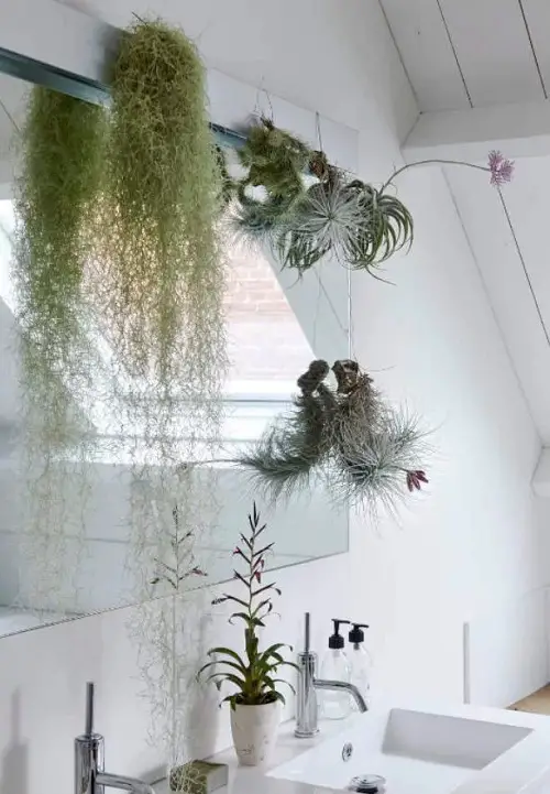 DIY Bathroom Planter Ideas Vining and Air Plants on the Mirror