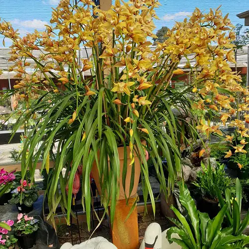 Large Orchid on Wooden Stand