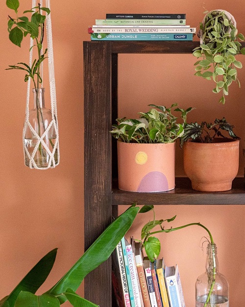 Clay Pots on the Plant Collection on the Shelves
