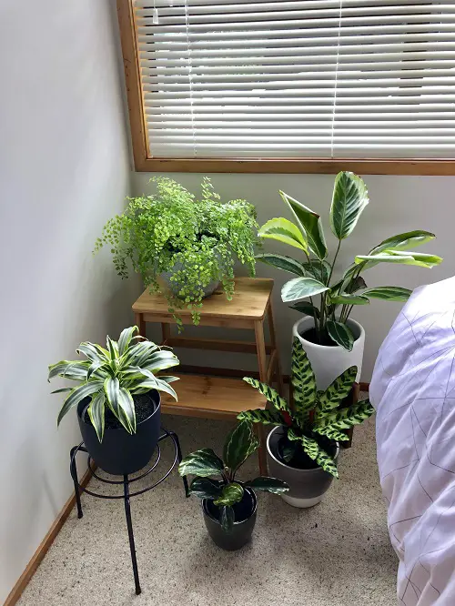 Metal Plant Stands with Vibrant Foliage
