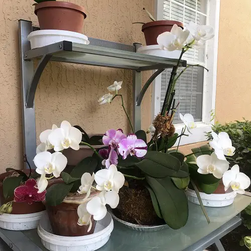 Ideas for a Balcony Orchids on Wall Stands and Tabletop