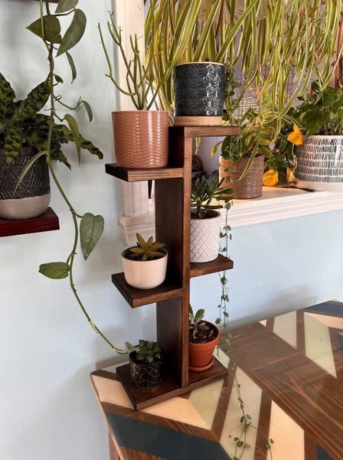 Plant Collection on the Wooden Shelves