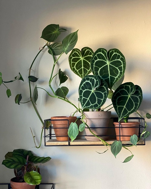 Anthurium Plant Collection on the Shelves