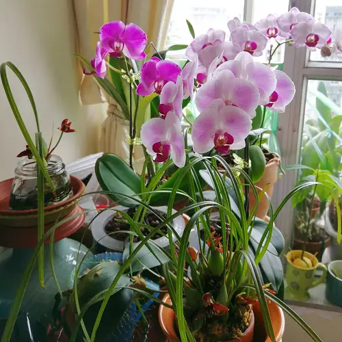 Best Balcony Ideas for an Orchid Garden