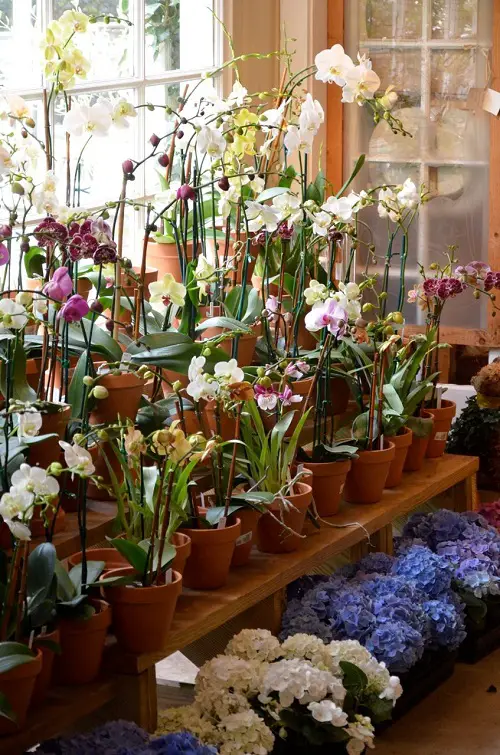 Wooden Plant Stand full of Orchid Pots