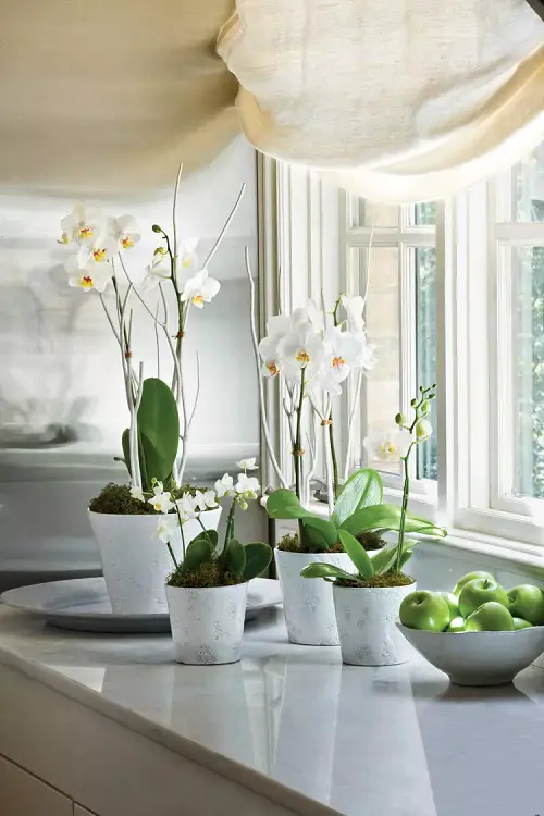 White Orchids in White Planters