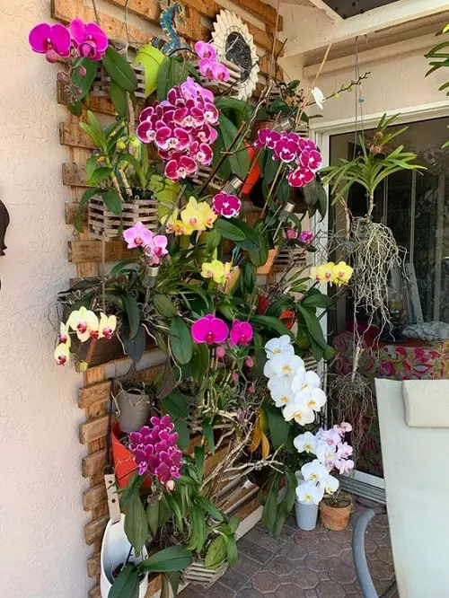 Wall Planters with Orchid Varieties