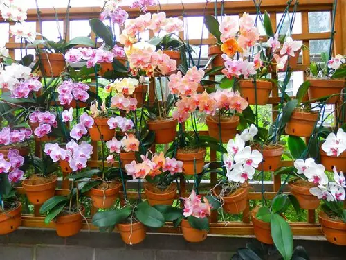 A Wall of Orchid Planters