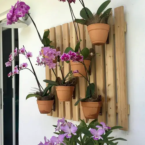 Ideas for a Balcony Orchid Garden Orchids on the Wall