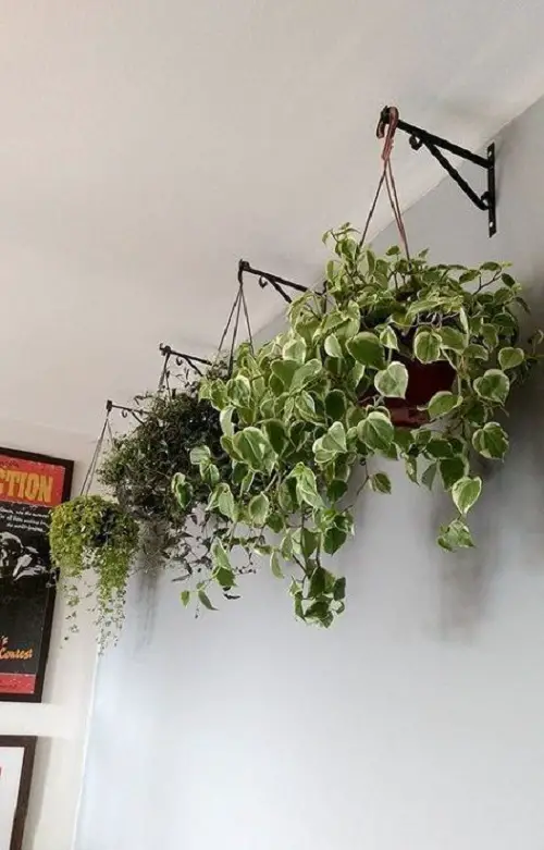 staircase Hanging Pots with Vines on Wall Hooks