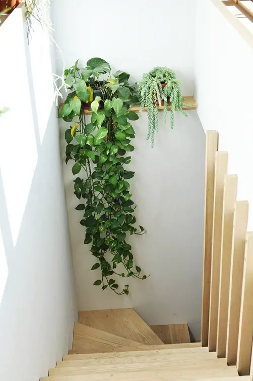 Pots with Vines on the Shelves Staircase Wall Ideas 