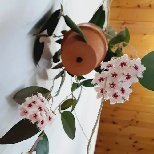 Hoya Caudata Sumatra Care and Growing Information