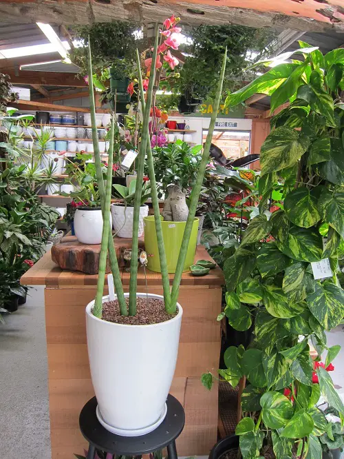 Best Tall Snake Plant Varieties 3