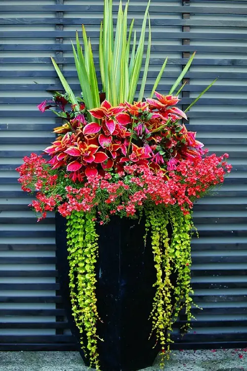 Container Garden Plant Combination Ideas 