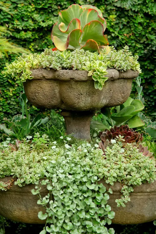 lovely Container Garden Plant Combination Ideas