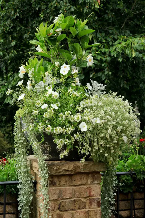 best Container Garden Plant Combination Ideas