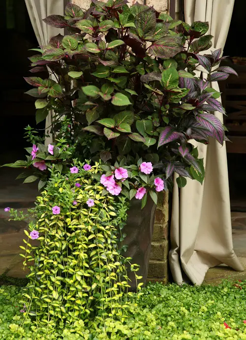 Container Garden Plant Combination Ideas