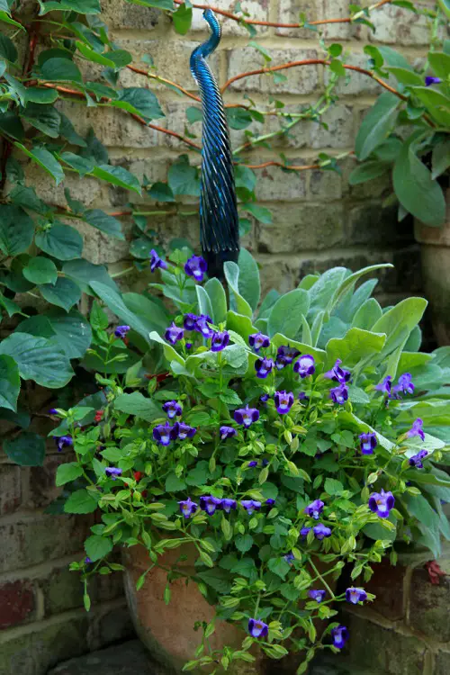 Garden Plant Combination Ideas