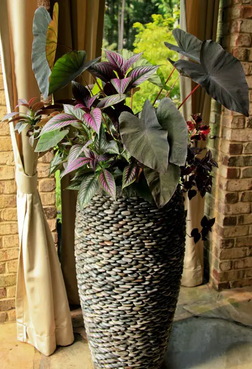 best Plant Combination Ideas for Container Gardens 35