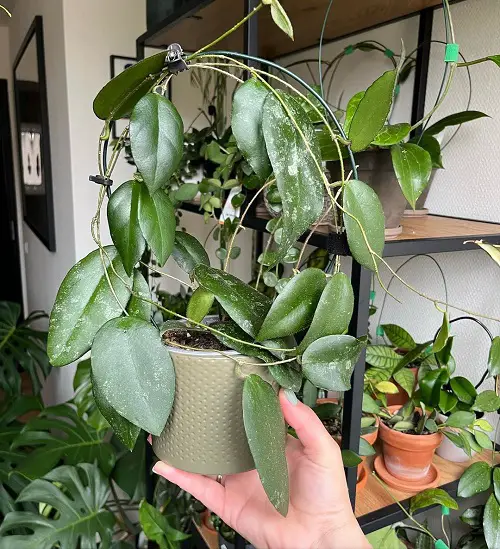 Hoya Caudata Sumatra Care