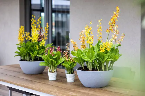 Small and Massive Planters on the Table Orchid Garden 4