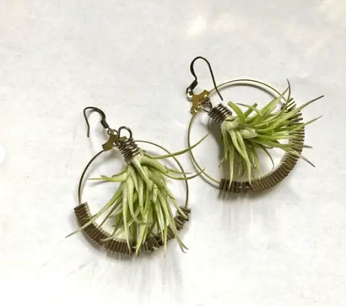 Jewelry with Plant Ideas You Must Try Succulent Earrings