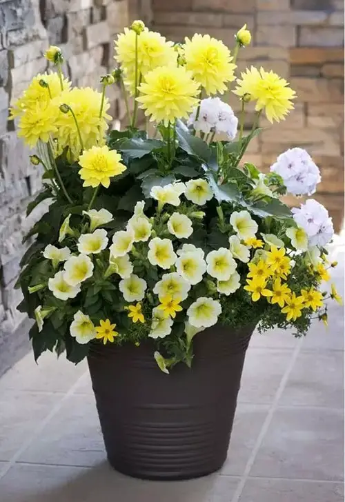 best Ideas for Plant Combinations for Container Gardens 