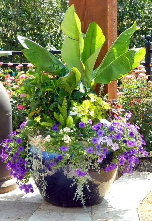  Plant Combinations for Container Gardens 